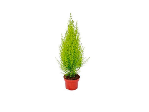 CUPRESUS MACROCARPA